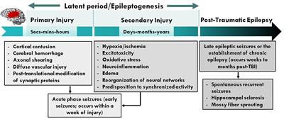 Neuropathophysiological Mechanisms and Treatment Strategies for Post-traumatic Epilepsy